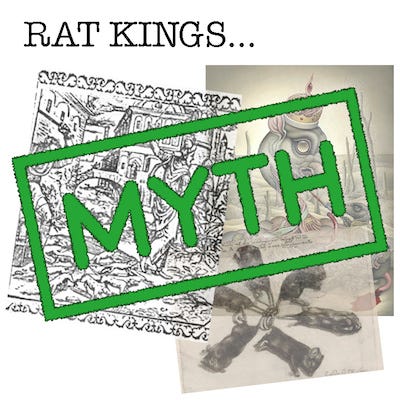 Rat Kings…What Are They, Really?. For those unfamiliar with the idea of…, by Naturalish