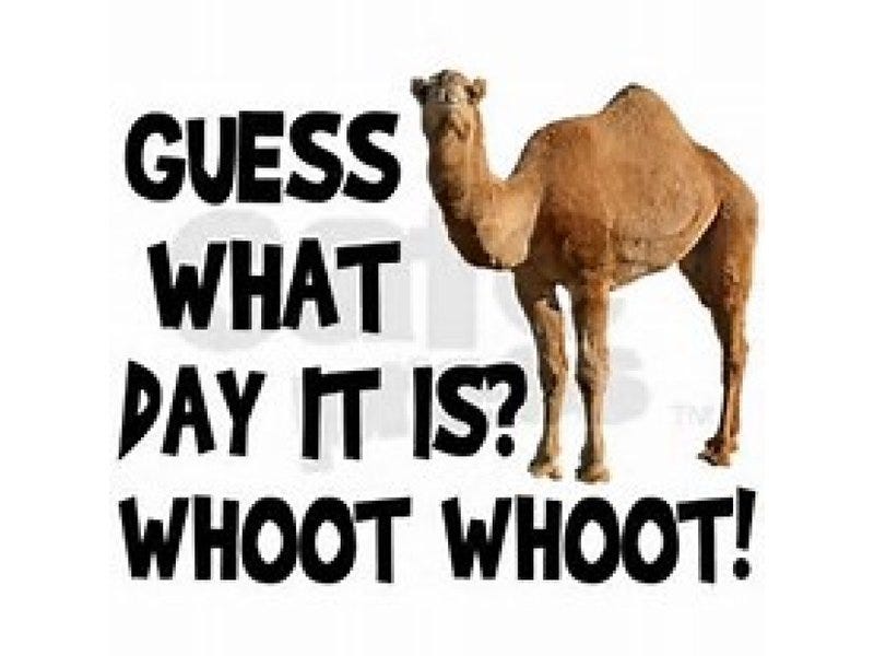 Hump Day- The History of Wednesday | by Tamara Angela | Medium