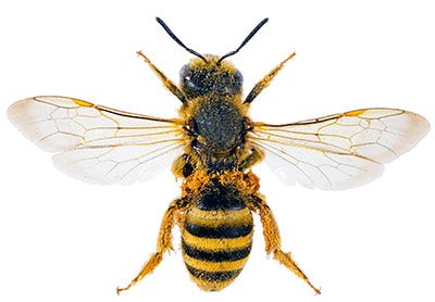 How to Get Rid of Sweat Bees Around a Pool | by Inga Cryton | Pest Wiki |  Medium