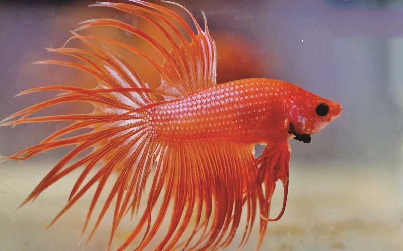 Do Betta Fish Need To Be Alone?. Betta fish, revered for their