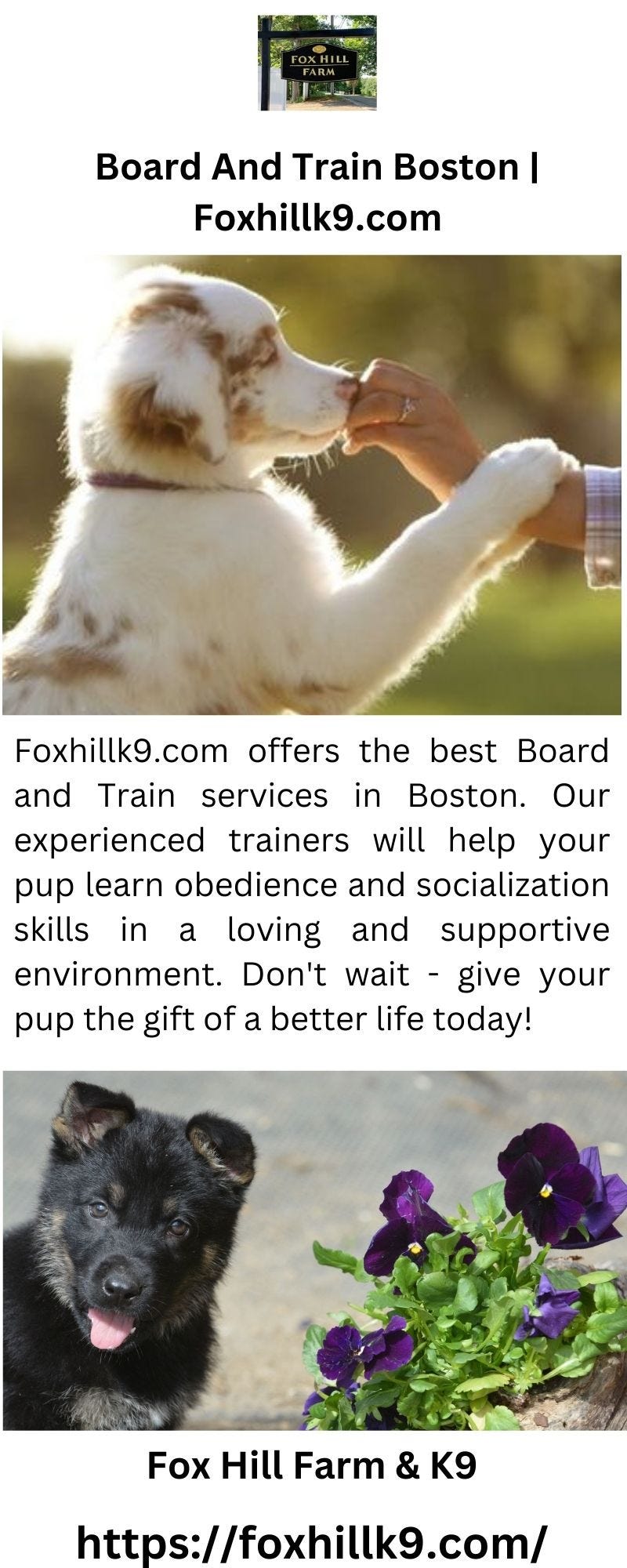 board-and-train-boston-foxhillk9-fox-hill-farm-k9-medium