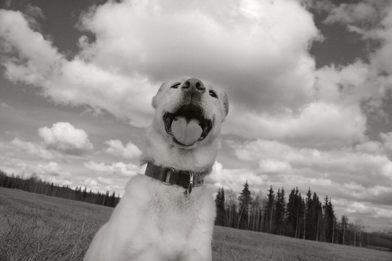 The 6 Best Ways to Compliment a Dog Medium