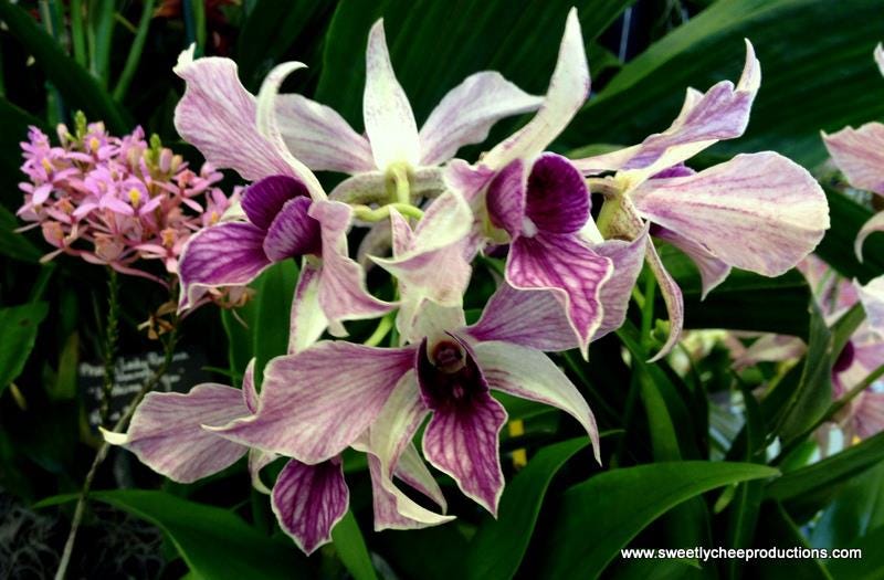 59th Annual Kunia Orchid Show at Leilehua High School by Sweet Lychee