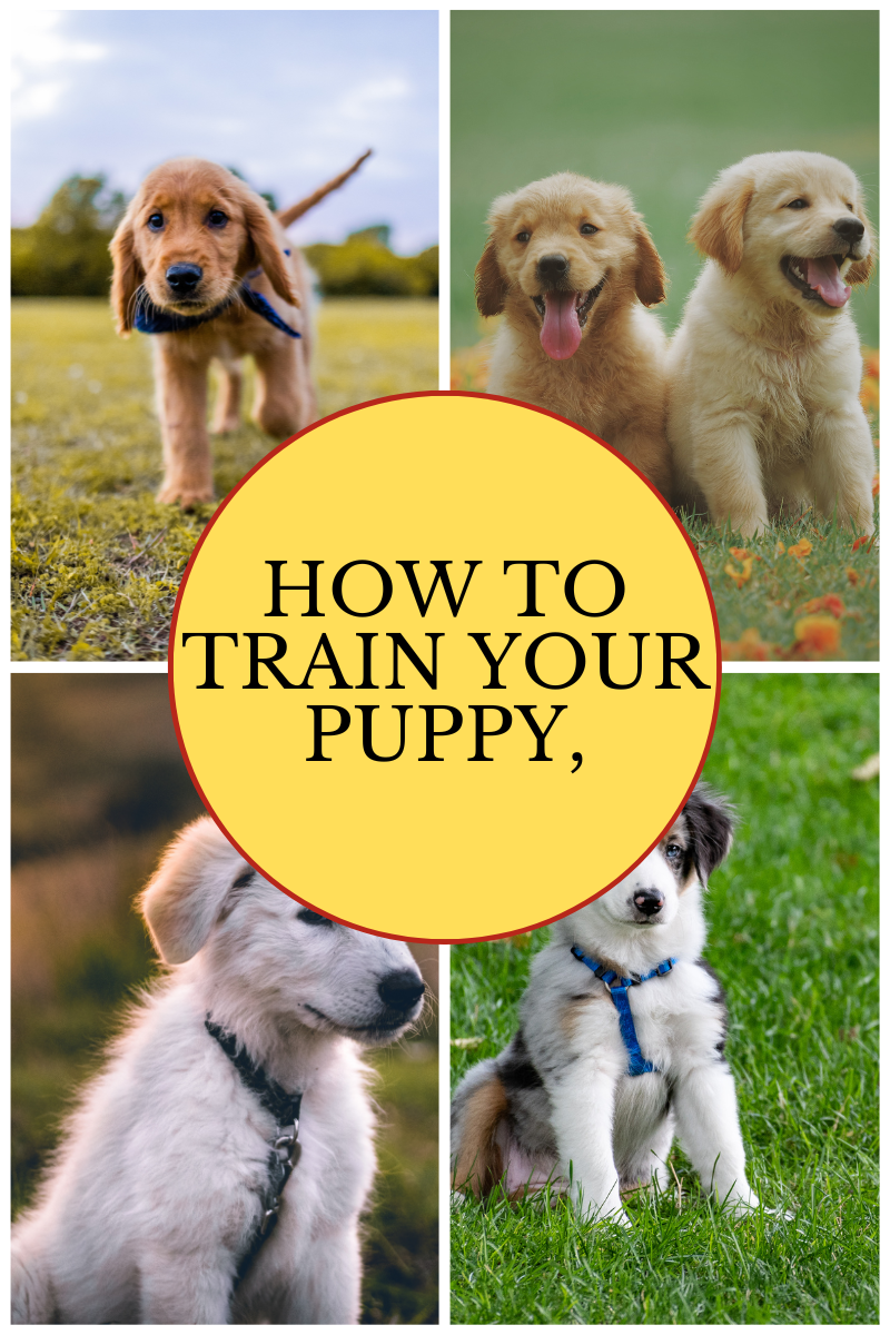 The Complete Guide to How To Train Your Puppy, Understanding The Basics