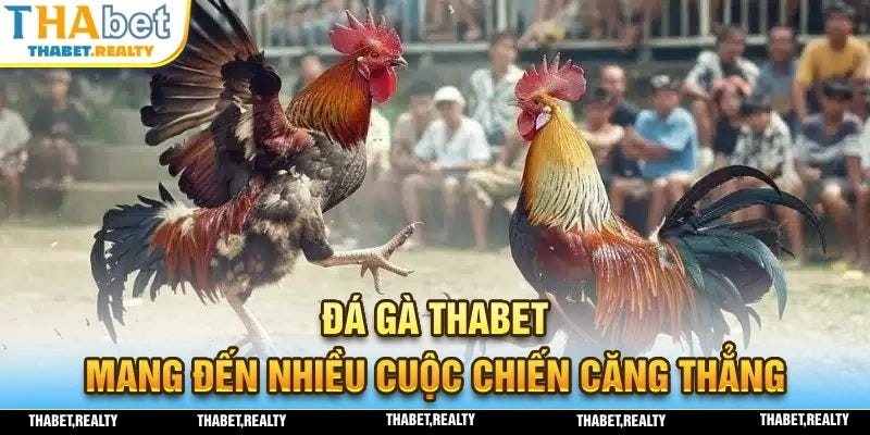 Đá Gà THABET — Trải Nghiệm Đấu Trường Chọi Kê Top Đầu 2025