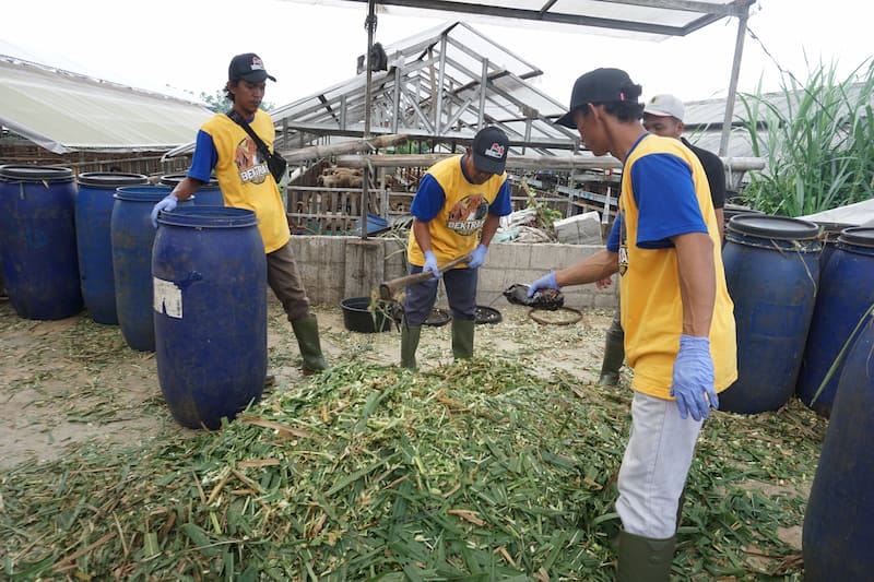 Cara Mudah Membuat Silase untuk Domba