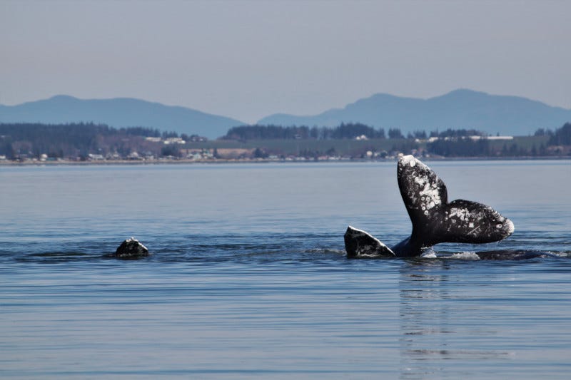 Spring whale strandings highlight importance of partner coordination and response