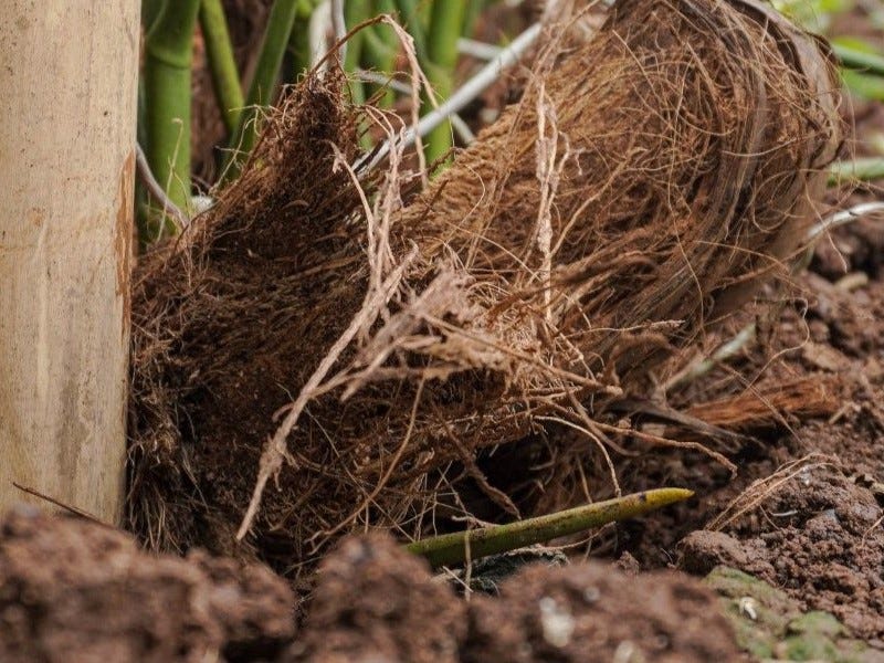 Harga Cocofiber untuk Diekspor Keseluruh Negara