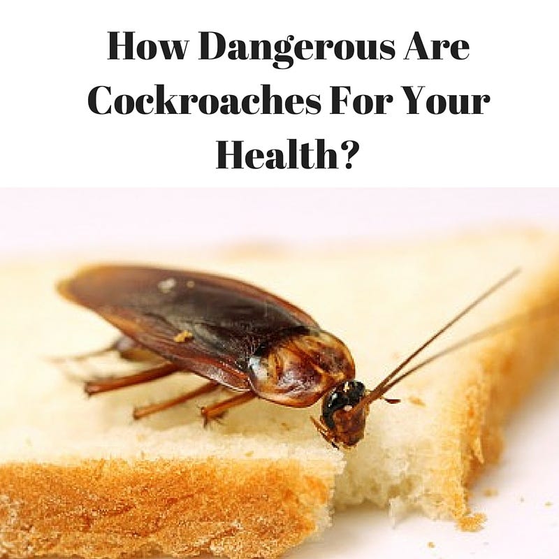 How Dangerous Are Cockroaches For Your Health? by Bayswater Pest Control Medium