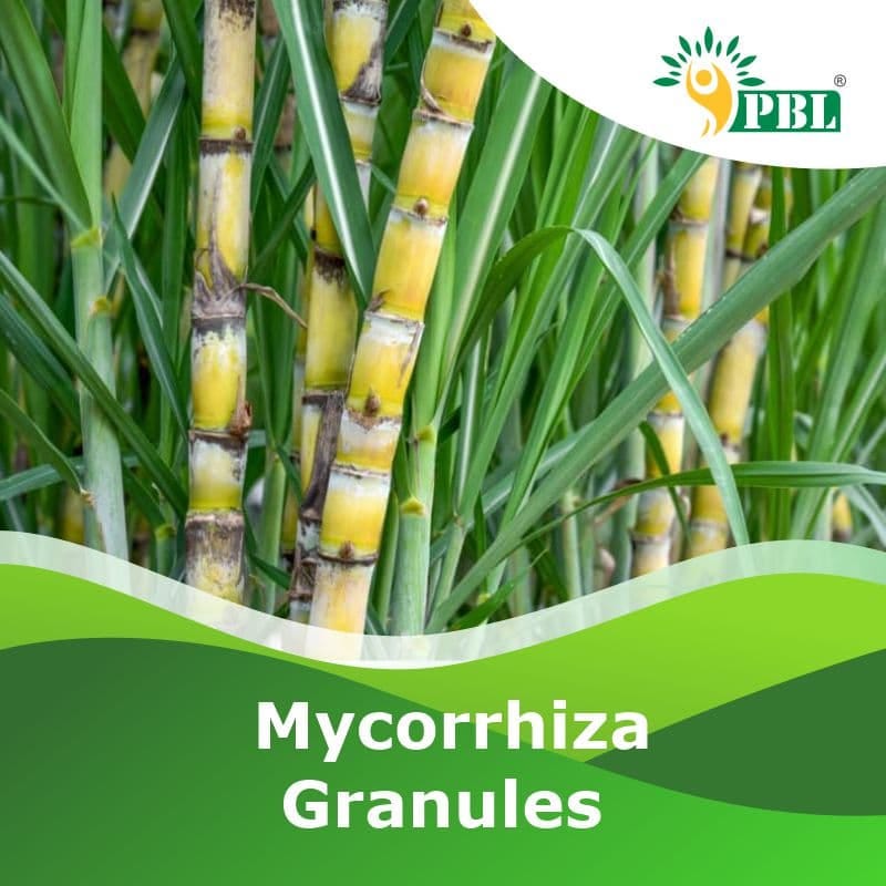 Mycorrhiza fertilizer
