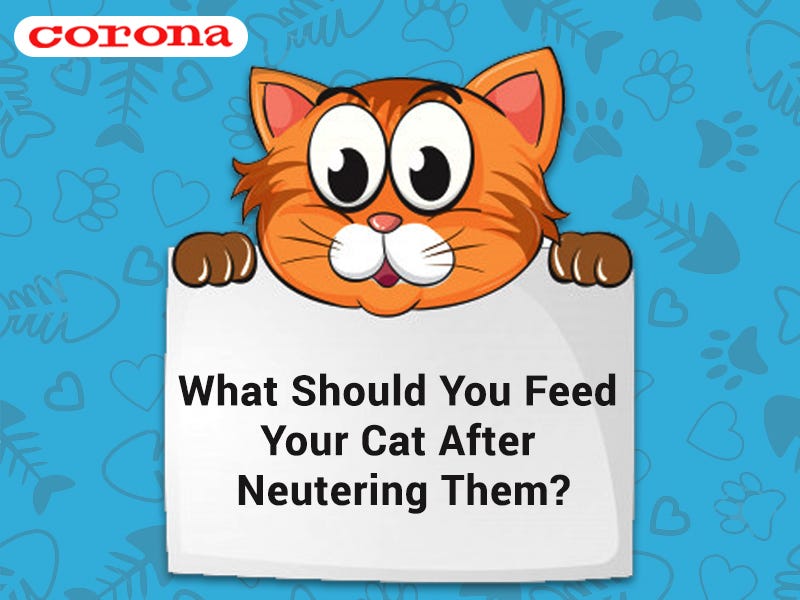 What Should You Feed Your Cat After Neutering Them? by Rahid Gazi