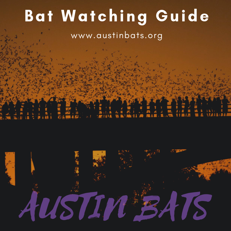 Austin Bats Bridge Guide. Austin is filled with many great… by Merlin Bat Conservation
