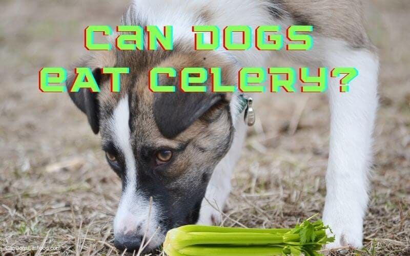 Do Dogs Eat Celery?. Can dogs eat celery? If your puppy… by
