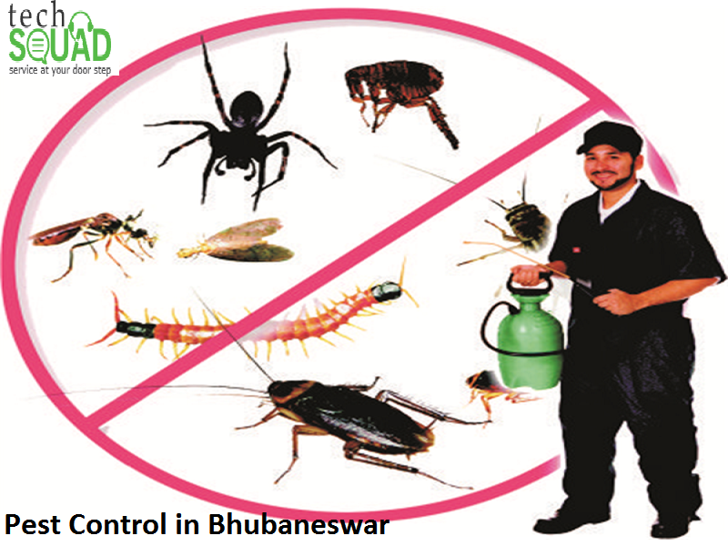 Pest Control in Bhubaneswar. TechSquadTeam is provides best services