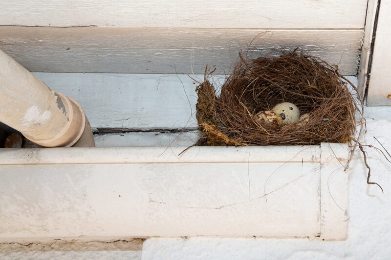 How To Get Rid Of Birds Nest In Gutter RNS Roofing Medium
