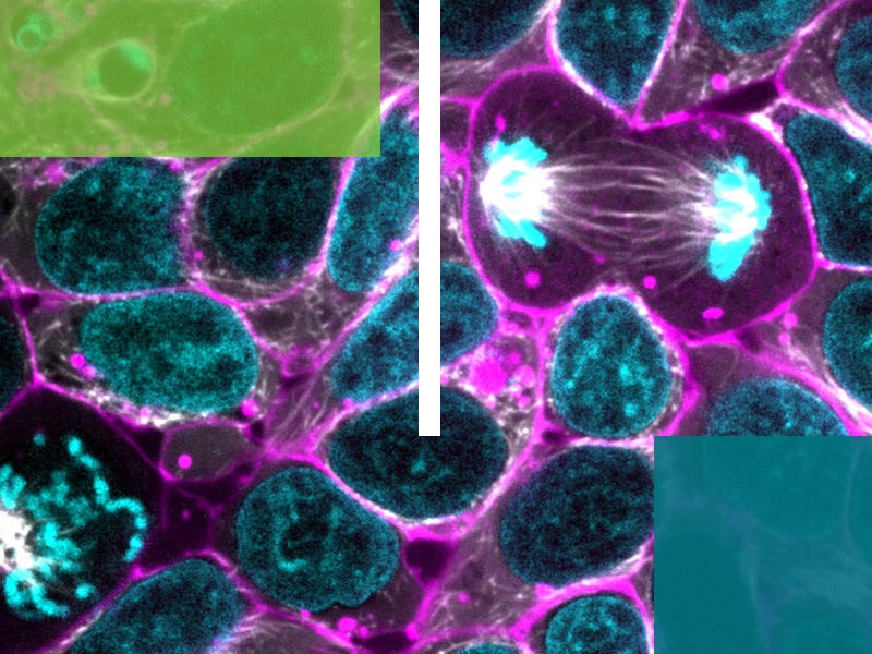 The Wonderful Applications of CRISPR
