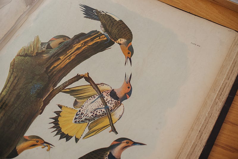 From The Special Collections: John James Audubon’s Birds Of America ...