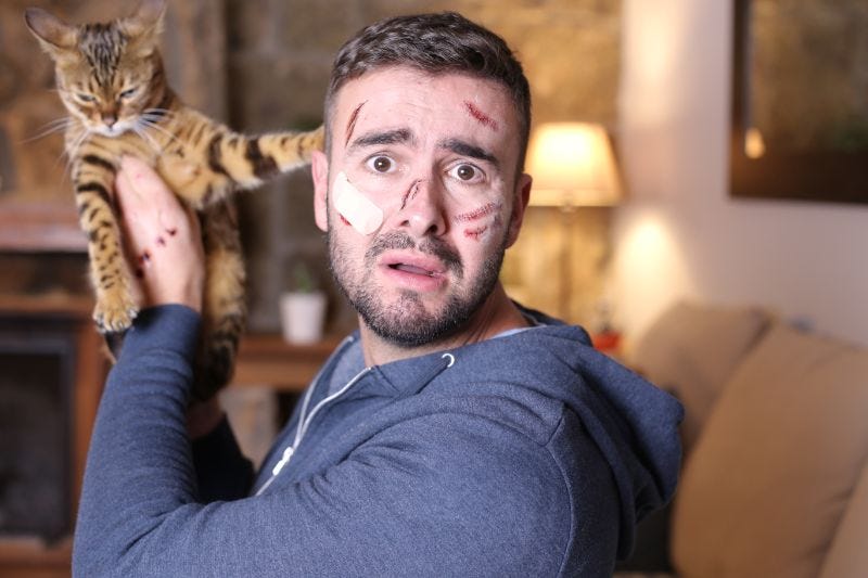 How to Train a Cat Not to Scratch and Bite by Pet Crew Medium