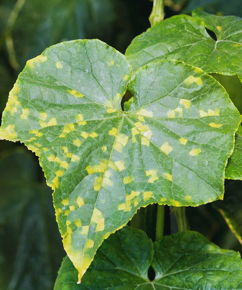 How To Stop Cucurbit Downy Mildew Before It Spreads