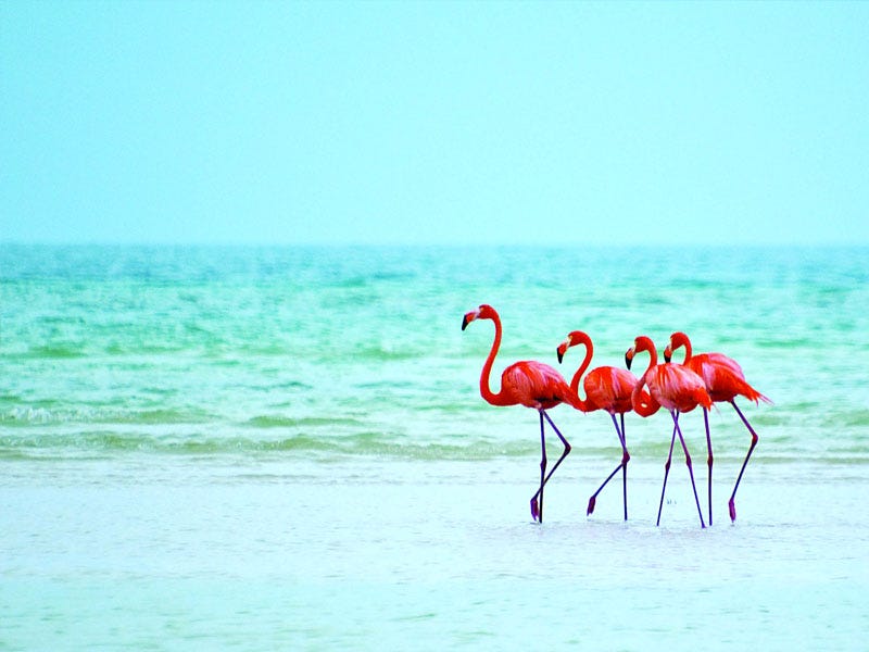 Top 5 Reasons Why One Should Visit Holbox Island | by Alina Smith | Medium