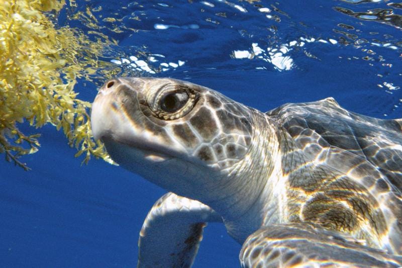 10 TOTALLY AWESOME FACTS ABOUT TURTLES! | by bornpet | Medium