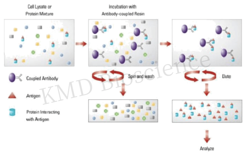 KMD Bioscience talk about Immunoprecipitation: Applications and Protocols