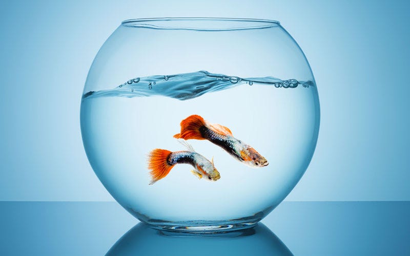 Can Guppies Live In A Bowl?. Guppies are one of the most popular… by