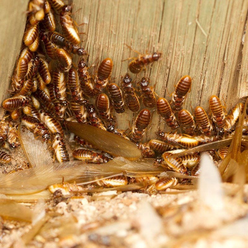Termite Control in Memphis, TN Jamison Pest and Lawn Medium