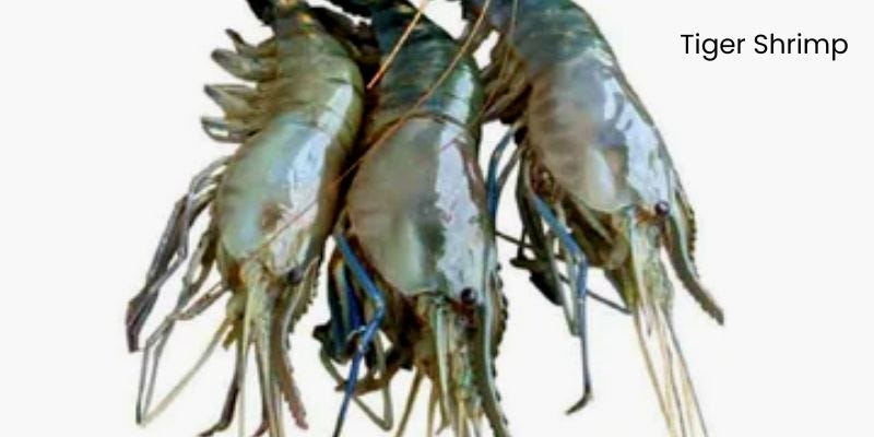 Asian Tiger Shrimp