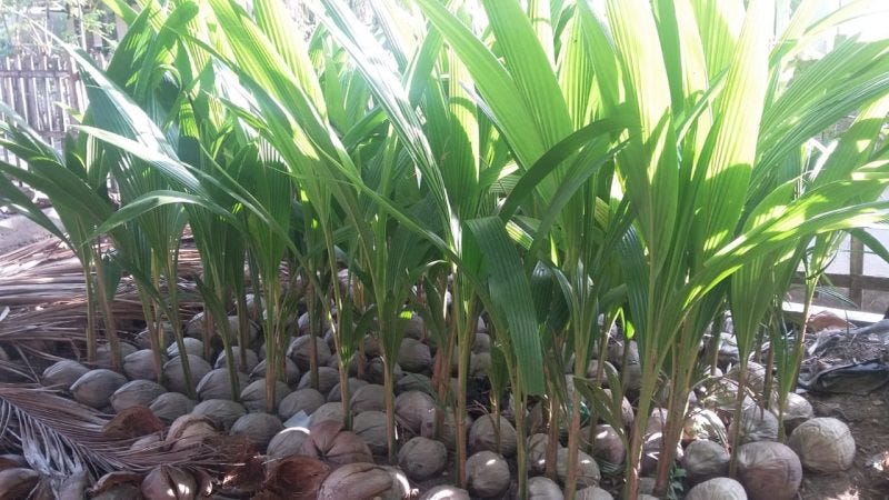 Foto cara memilih benih hidroponik terbaik terkait tips praktis untuk menjamin kualitas benih hidroponik