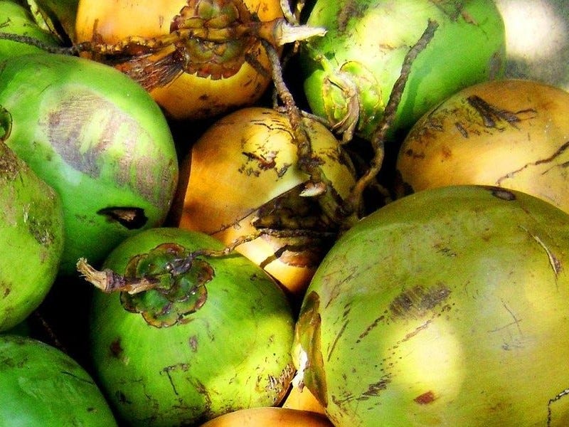 Perbedaan Kelapa Kopyor dan Biasa yang Sangat Signifikan Sekali