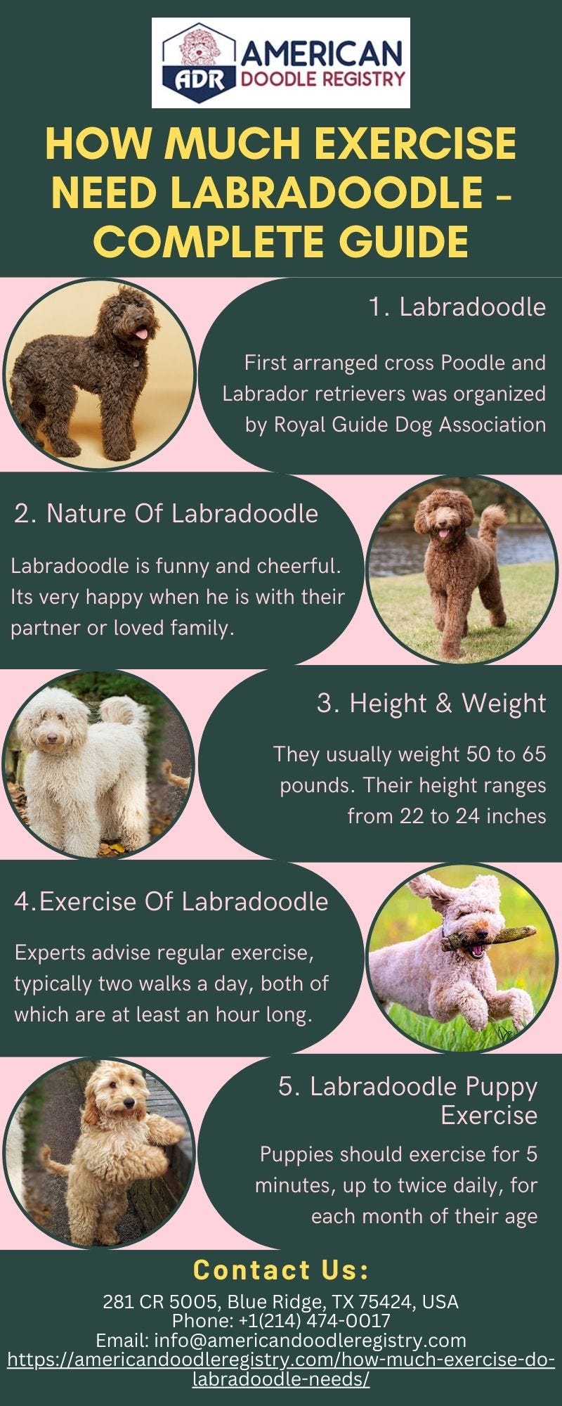 How Much Exercise need Labradoodle Complete Guide Sidharth Sharma