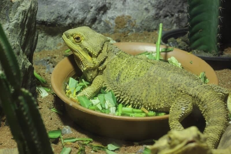 Green Bearded Dragon