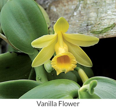 Vanilla 2024 orchid plant