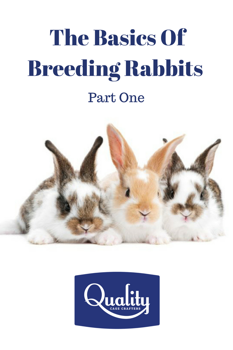 The Basics of Breeding Rabbits β Part One | by Quality Cage Crafters ...