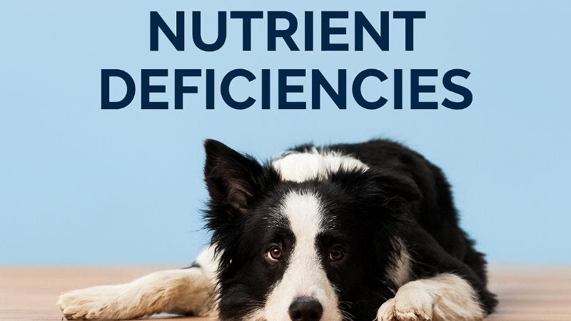Nutrient Deficiencies in Dogs: Signs, Risks, and Prevention