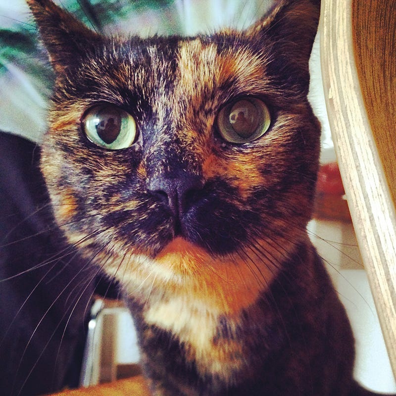 Laverne (2011 to 2018)
