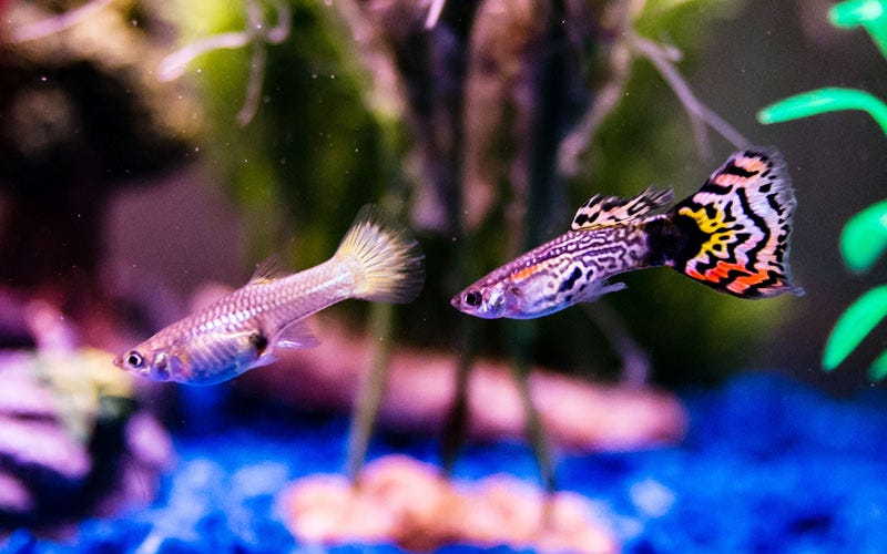 Do Guppies Eat Each Other?. Guppies, known for their vibrant colors…, by  Richmond Loh