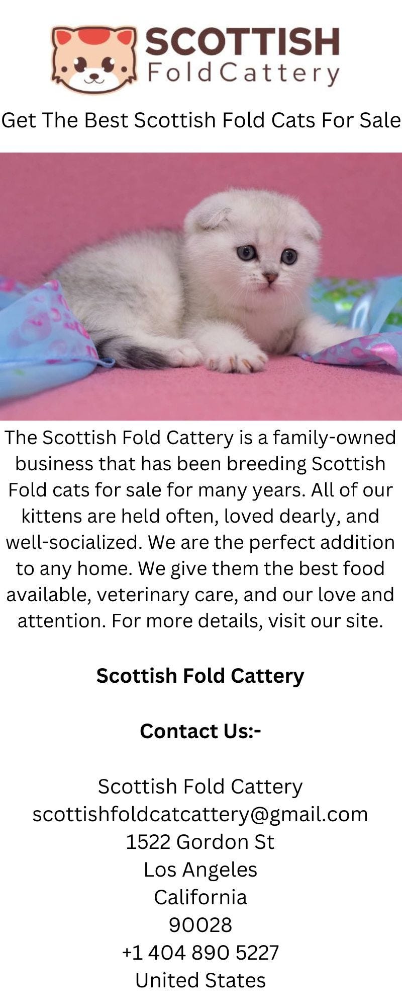 Scottish Fold Cats For Sale - Scottish Fold Cattery