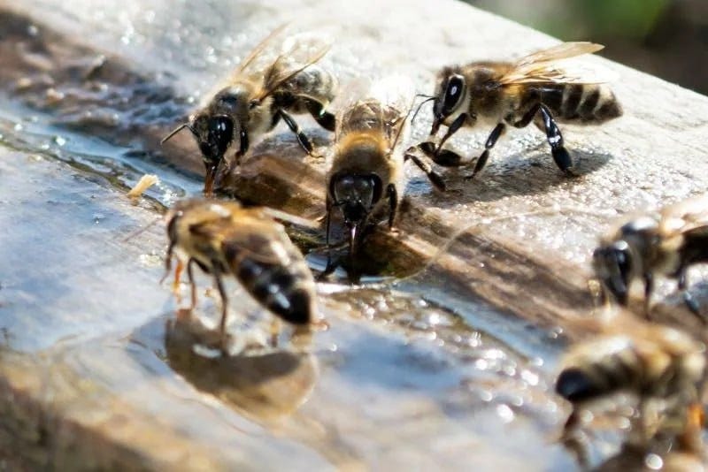 Abejas borrachas: expulsadas de la colmena