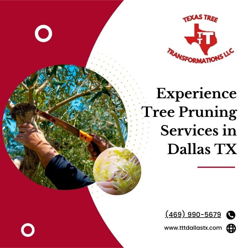Experience Tree Pruning Services in Dallas, TX Texas Tree