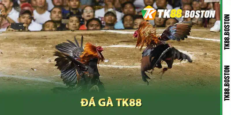Đá Gà TK88 — Hướng Dẫn Chơi Và Cược Đá Gà Hiệu Quả