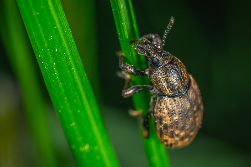 Does Fake Grass Attract Insects Or Other Pests by getdecorhome Medium