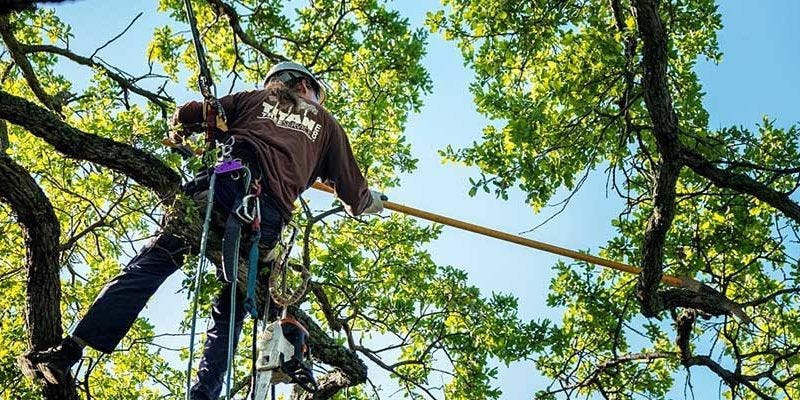 5 Reasons To Trim And Prune Your Trees In Dormant Season 