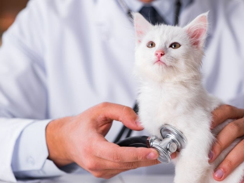 Yavru Kedi Aşısı Veteriner