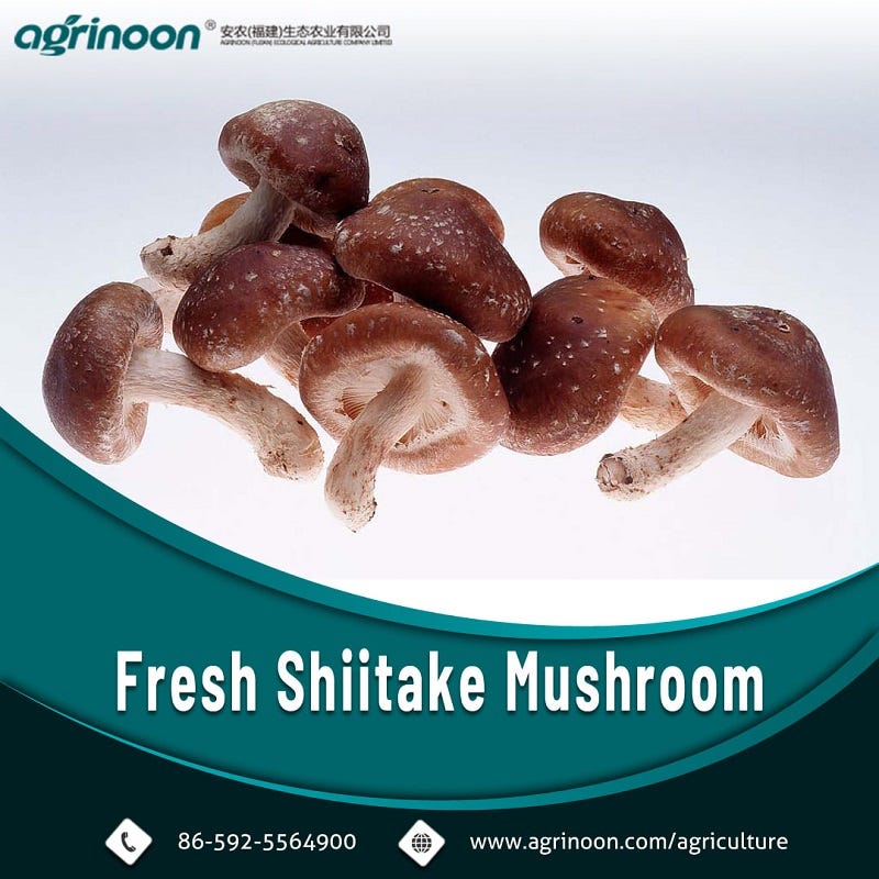 Can Chinese Shiitake Logs be Poisonous? by Agrinoon Ecological
