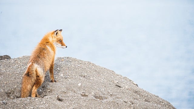 MetaMask Introduces ‘Cash Out’ Feature for Users to Sell Crypto for Fiat
