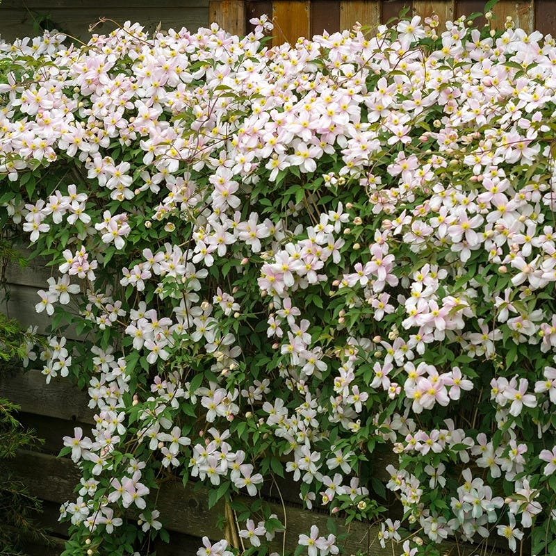 White Clematis Vine Sapling — Elegant Flowering Climber for Indian Gardens
