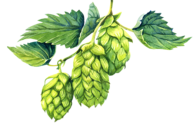 The Secret To Better Health: Exploring The Benefits Of Hops 