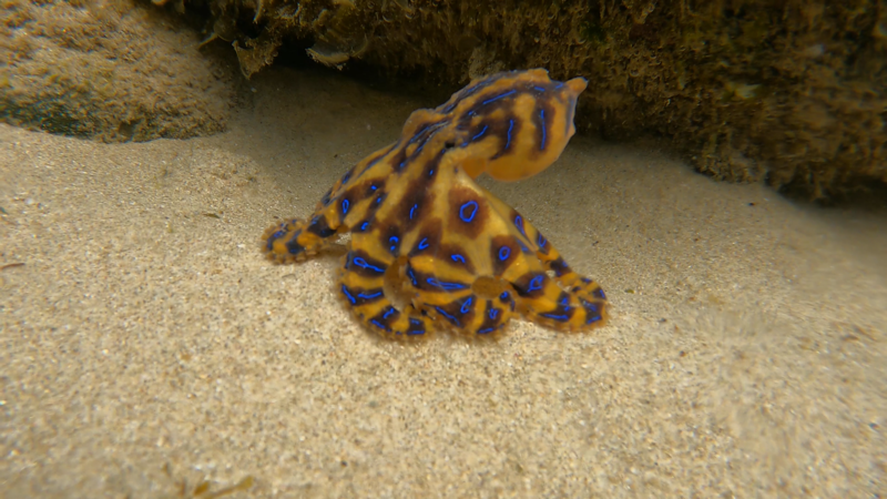 octopus beak bite wound